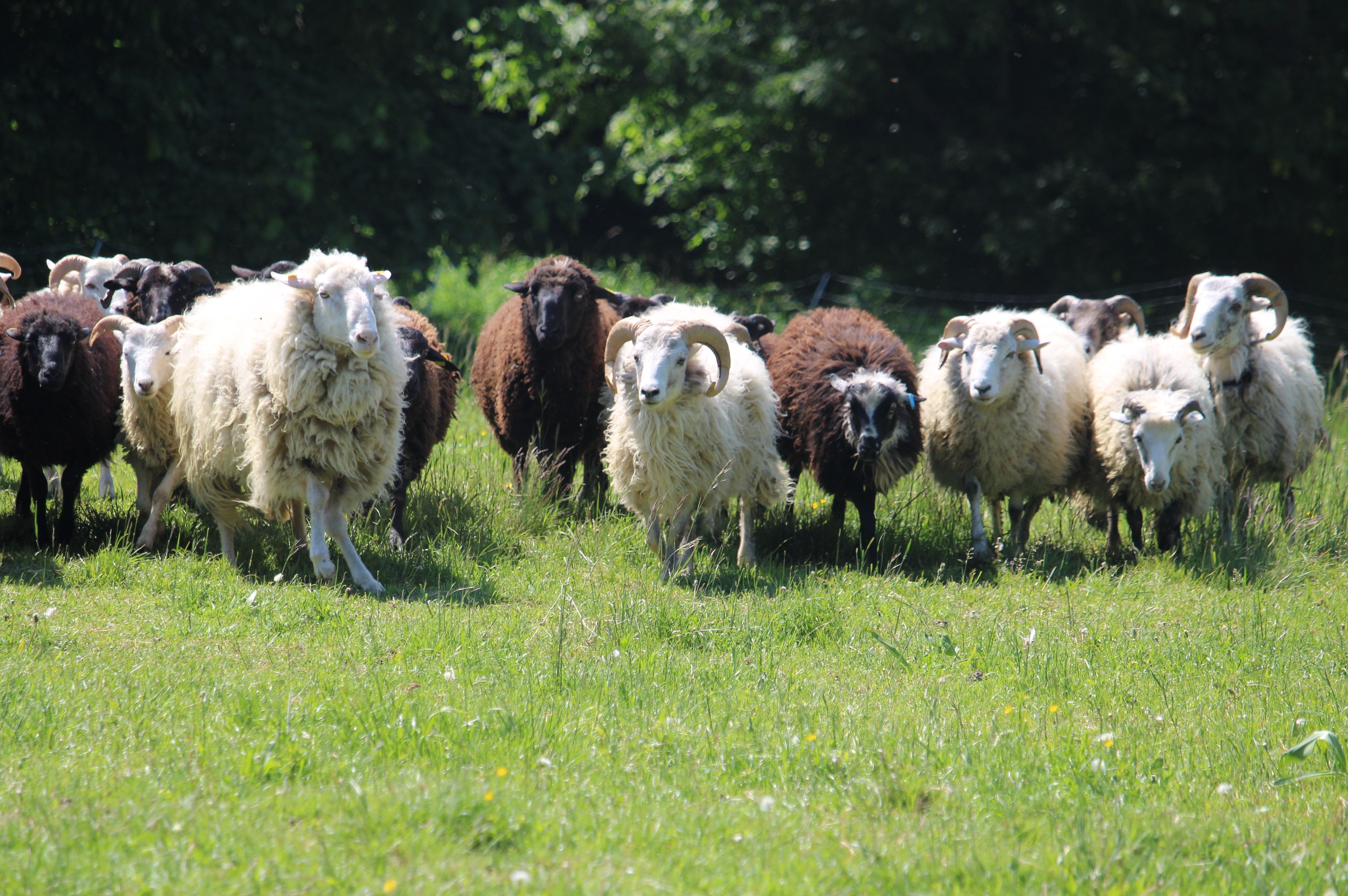 Schafe laufen über die Gießhübler Heide