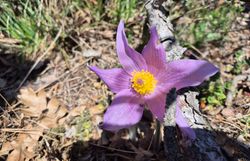 Große Kuhschelle (Pulsatilla grandis)