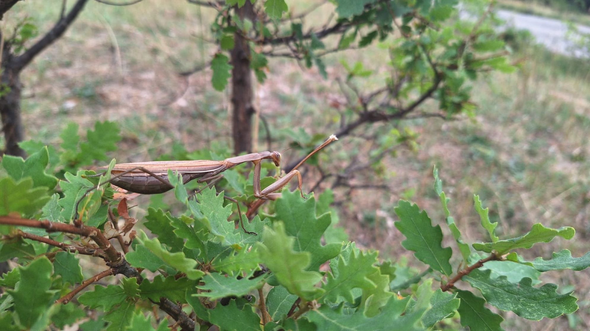 Europäische Gottesanbeterin (Mantis religiosa)