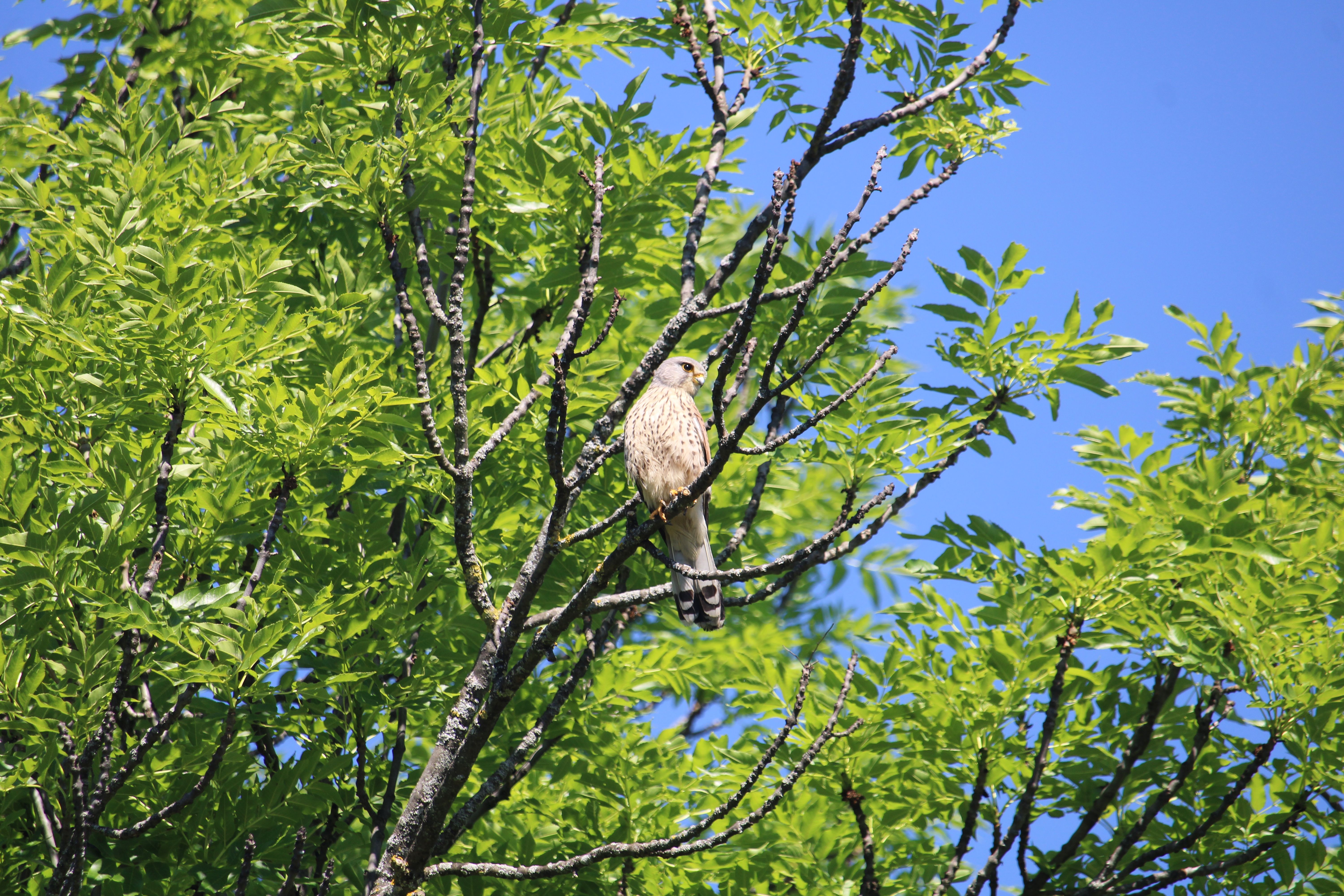 Turmfalke