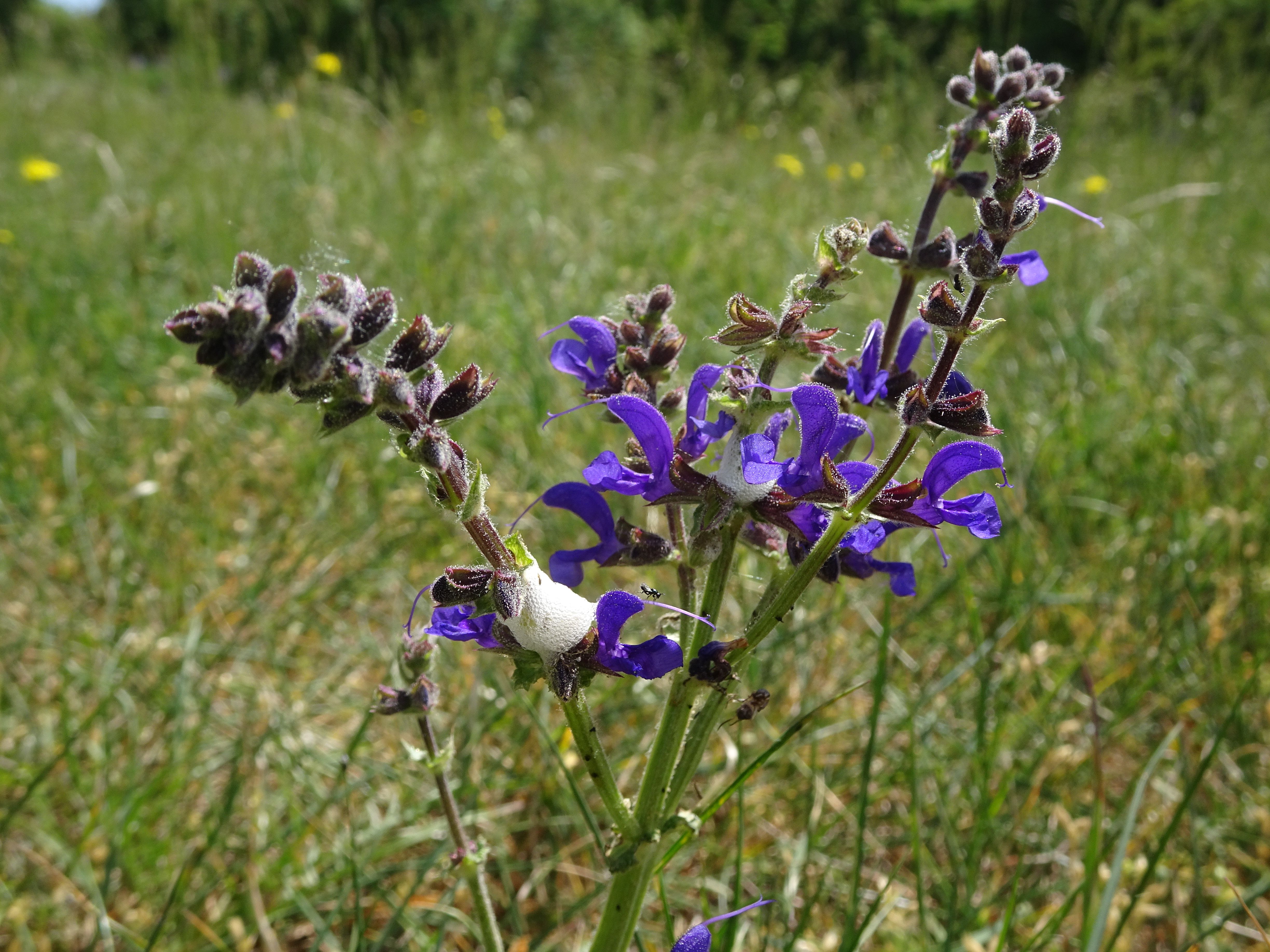 Schaumnest einer Schaumzikade (Aphrophoridae)