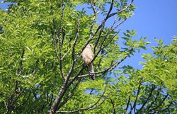 Turmfalke