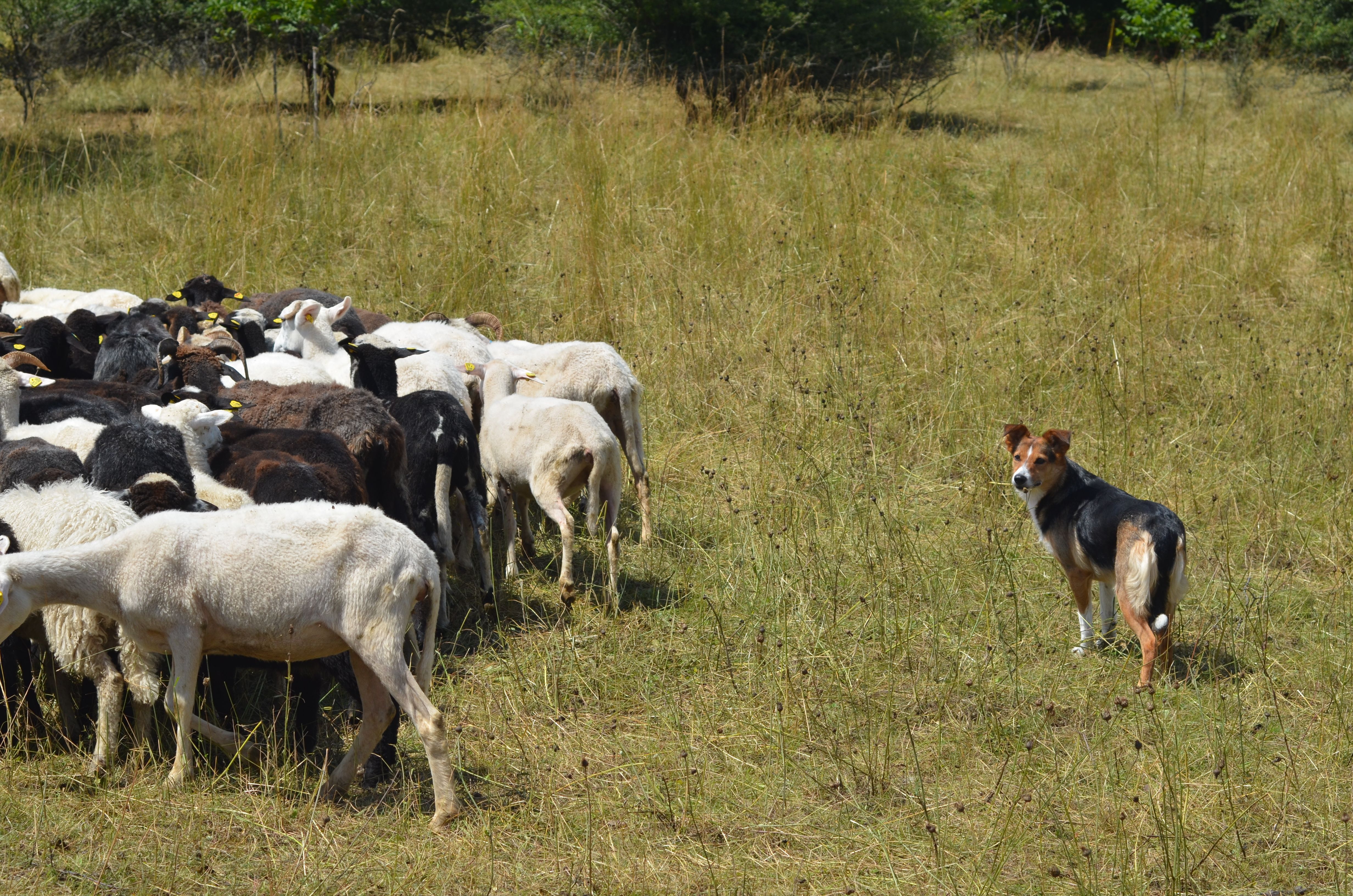 Hirtenhund Lu bei der Arbeit