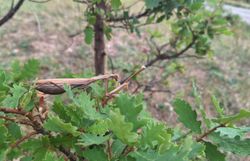 Europäische Gottesanbeterin (Mantis religiosa)