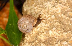 Österreichische Heideschnecke