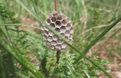 Feldwespen-Nest