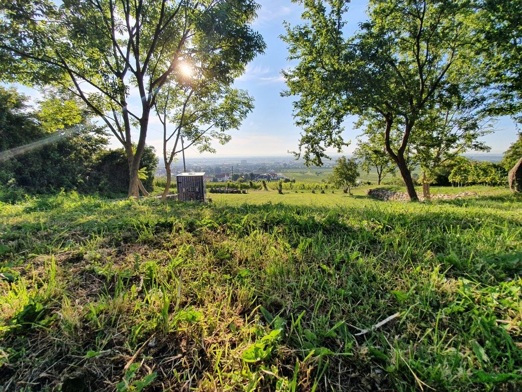 WeinWanderWeg Gumpoldskirchen