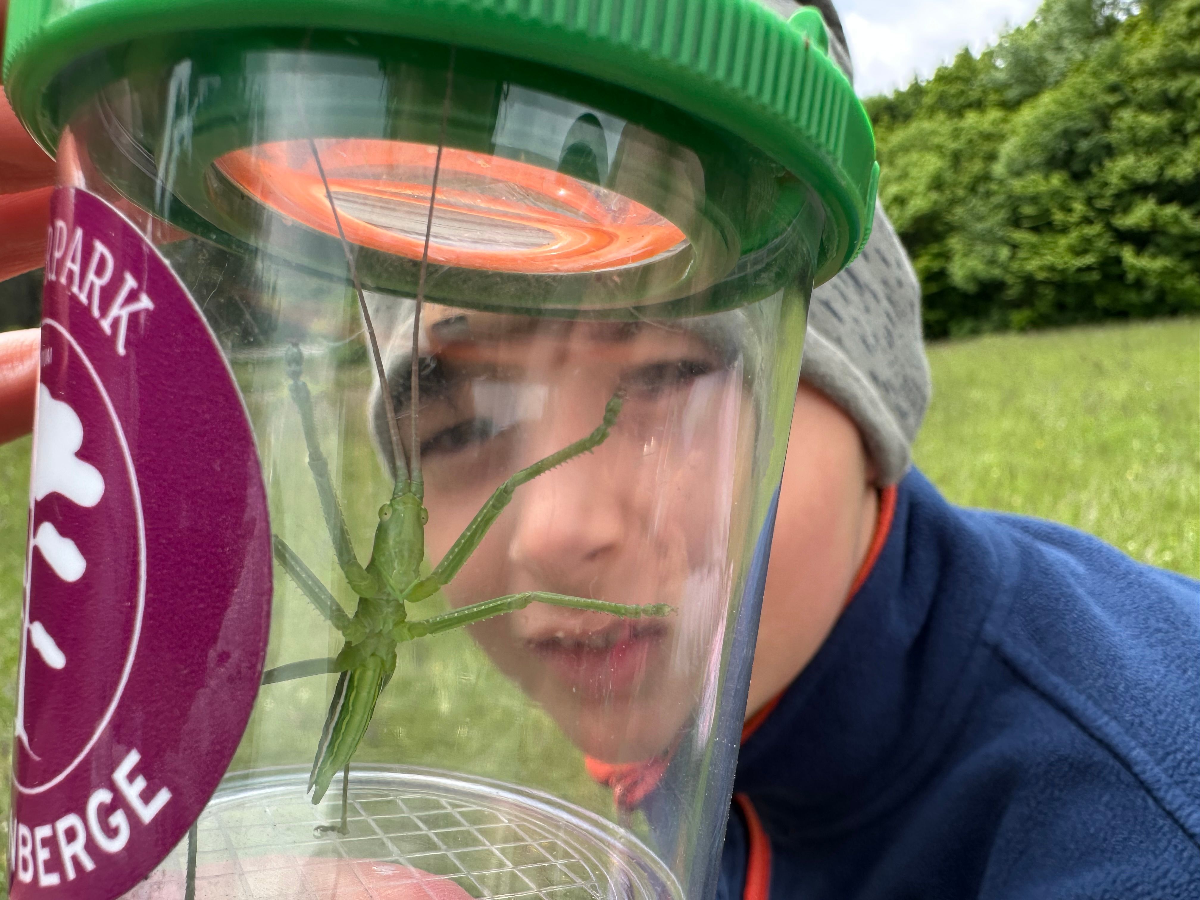 Große Sägeschrecke (Saga pedo) in Becherlupe.