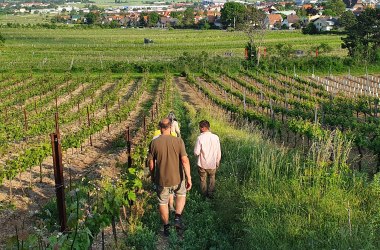 Weingärten mit Blick über Gumpoldskirchen