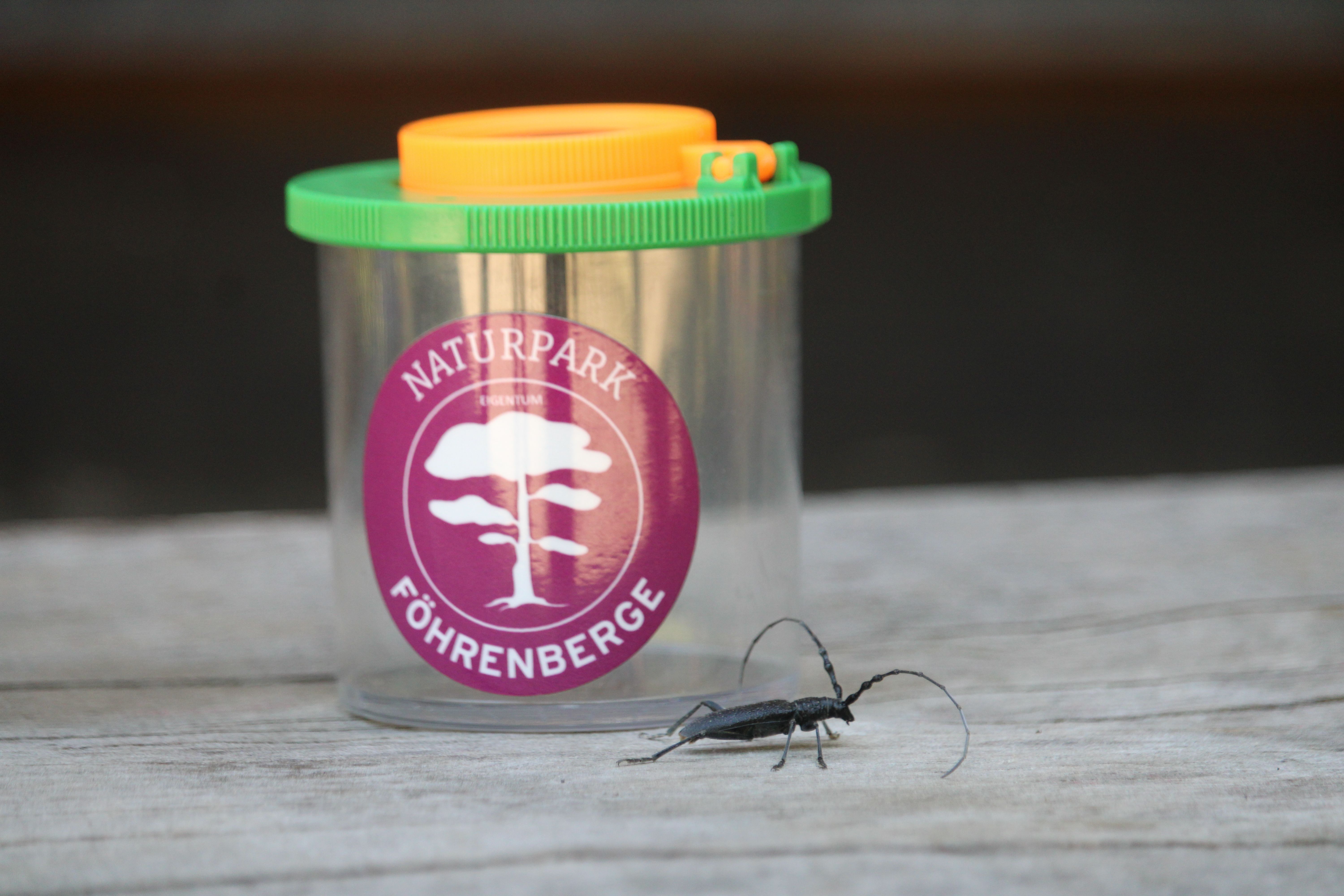 Kleiner Eichenbock (Cerambyx scopolii)