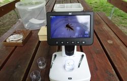 Eintagsfliegenlarve (Ecdyonurus venosus) unter Binokular