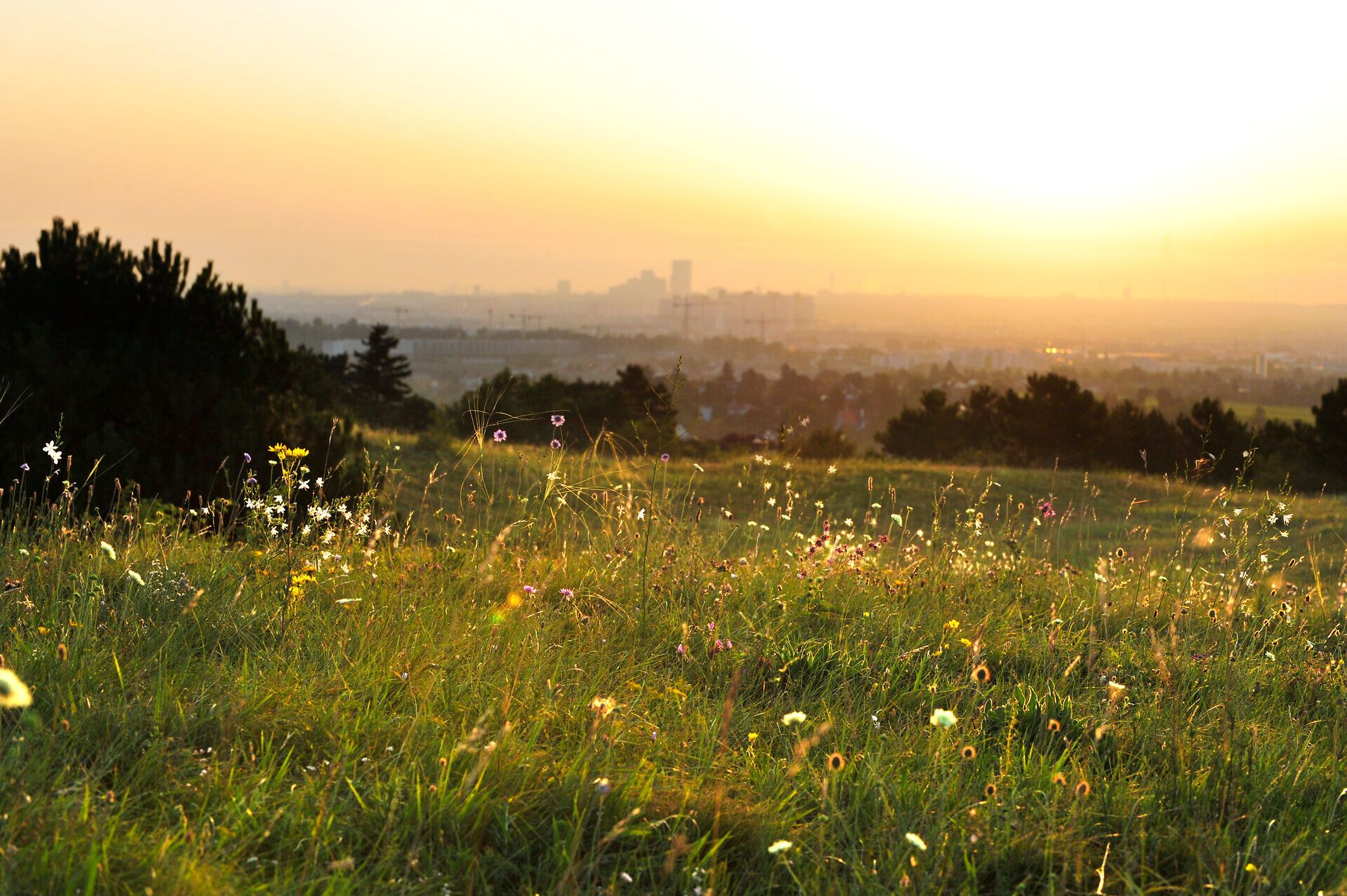 Die sanften Hügel des Naturparks Föhrenberge erstrahlen im warmen Licht der Abendsonne, während bunte Wildblumen das grüne Gras schmücken. Ein Gefühl von Ruhe und Freiheit durchzieht die Luft, perfekt für einen entspannten Sommerabend in der Natur.