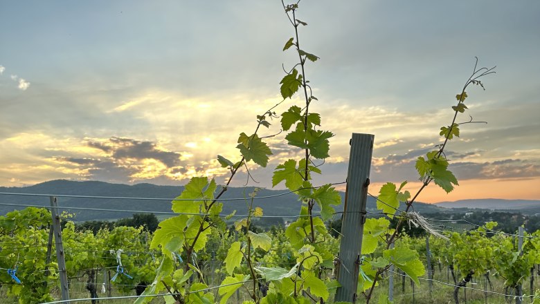 WeinstockBrunnerBerg, © EWeiszEmesz