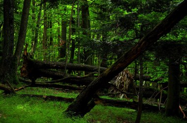Wald, © FdPH