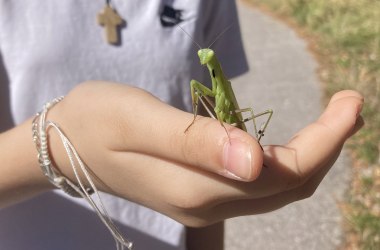 Die Kinder hatten keine Berührungsängste mit der Gottesanbeterin (Mantis religiosa). , ©  LPV/N. Petermair