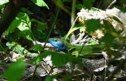  Östliche Smaragdeidechse (Lacerta viridis) 