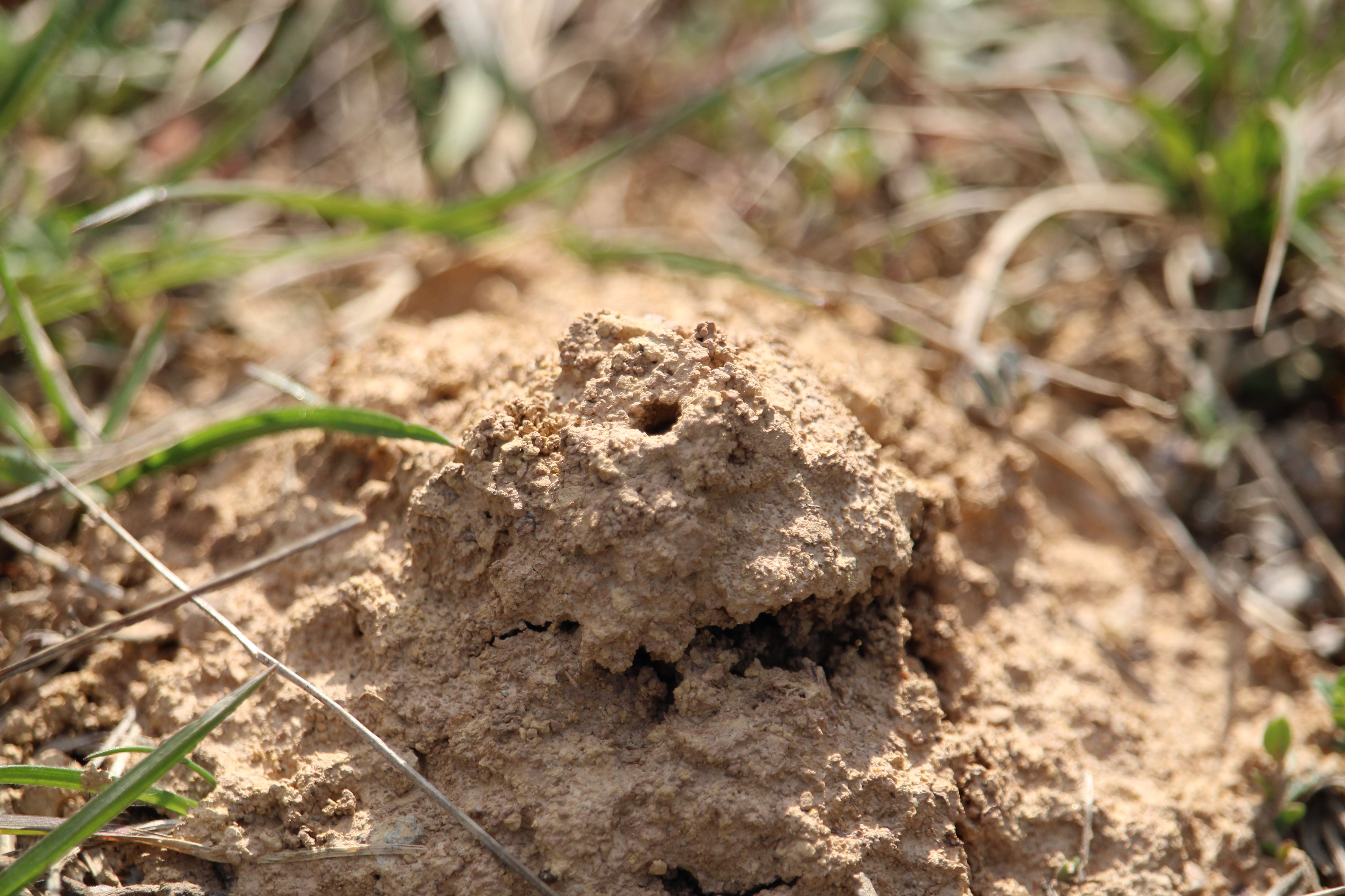 Fauna und Flora der Gießhübler Heide wurden unter anderem bei der Fortbildung besprochen. Hier ist das Nest einer Furchenbiene zu sehen.