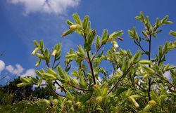 Dalmatinische Lotwurz (Onosma visianii) 