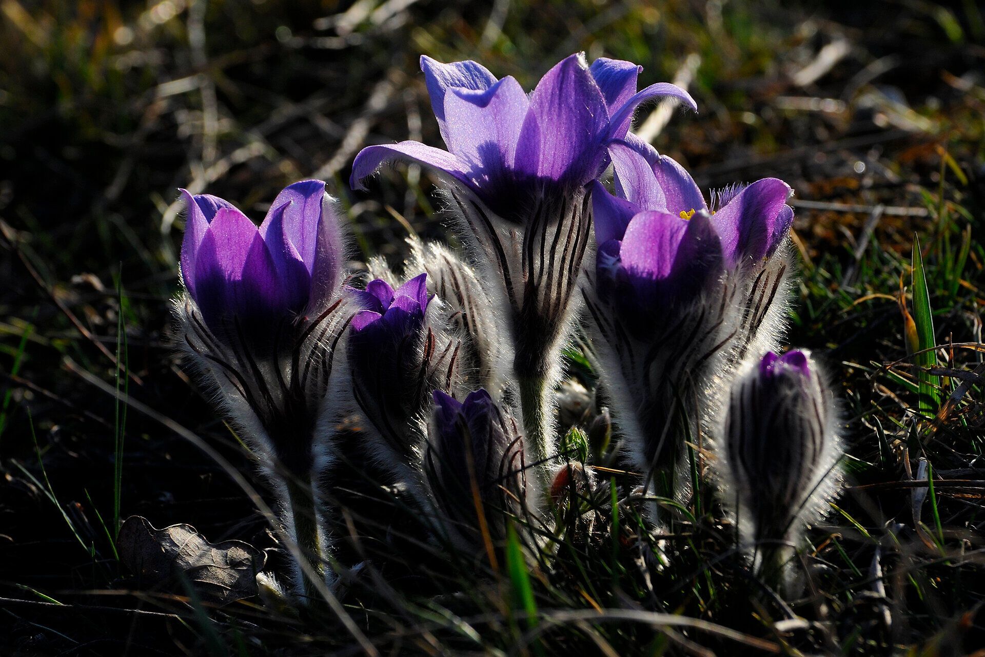 In der sanften Morgenstimmung entfalten sich die zarten Blüten der Kuhschelle, die mit ihrem leuchtenden Violett die Wiesen schmücken. Diese faszinierenden Pflanzen sind ein Zeichen des beginnenden Bergsommers und laden Wanderer ein, die Schönheit der Natur in vollen Zügen zu genießen.