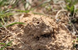 Fauna und Flora der Gießhübler Heide wurden unter anderem bei der Fortbildung besprochen. Hier ist das Nest einer Furchenbiene zu sehen.