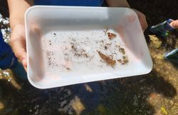 Libellenlarven (Odonata)