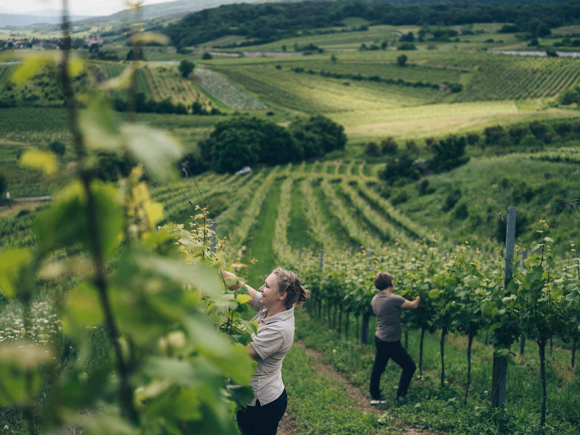 Inmitten der sanften Hügel des Wienerwaldes ernten Anna und Birgit Pferschy-Seper mit Freude die reifen Trauben. Die goldene Sonne taucht die Weinreben in ein warmes Licht und schafft eine harmonische Atmosphäre, die die Leidenschaft für das Winzerhandwerk widerspiegelt.