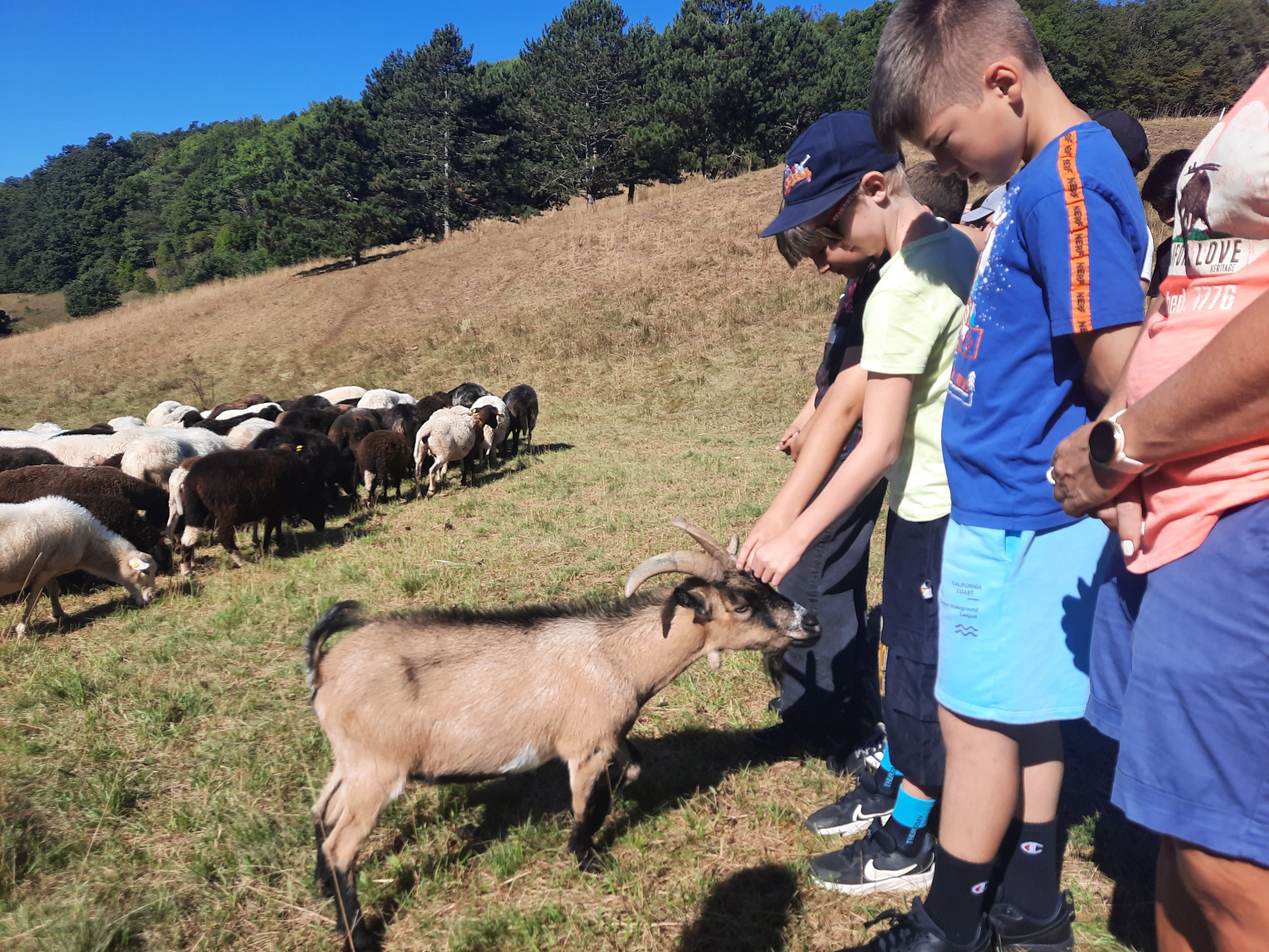 Kinder streicheln eine Ziege auf der Gießhübler Heide