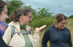 Mistkäfer (Geotrupidae)