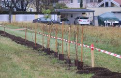 Reihe mit Löchern für Heckenpflanzung und bereits eingesetzte Gehölze.