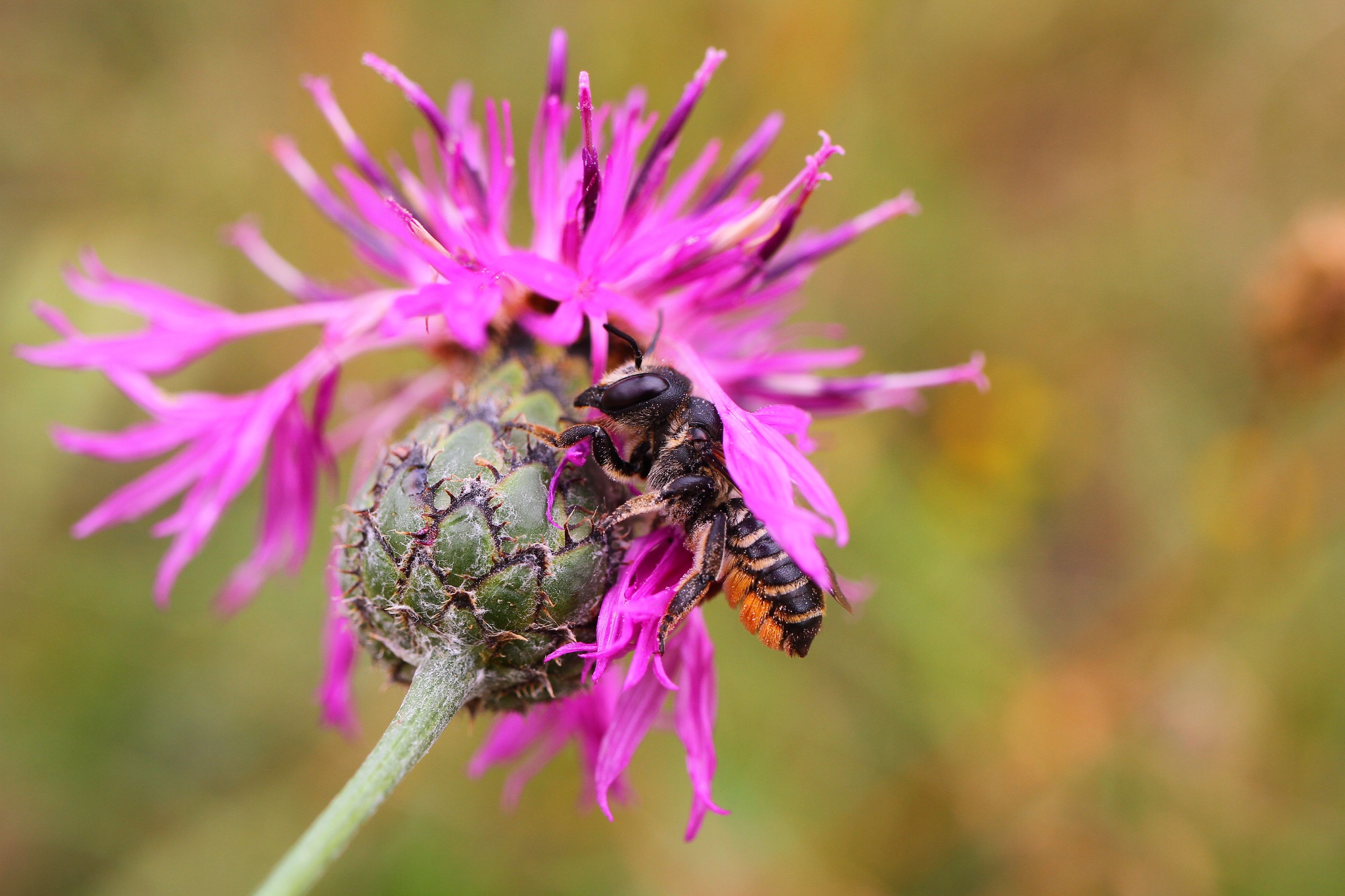 Flockenblume mit Wildbiene