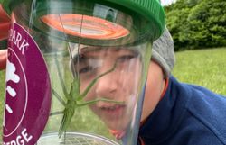 Große Sägeschrecke (Saga pedo) in Becherlupe.