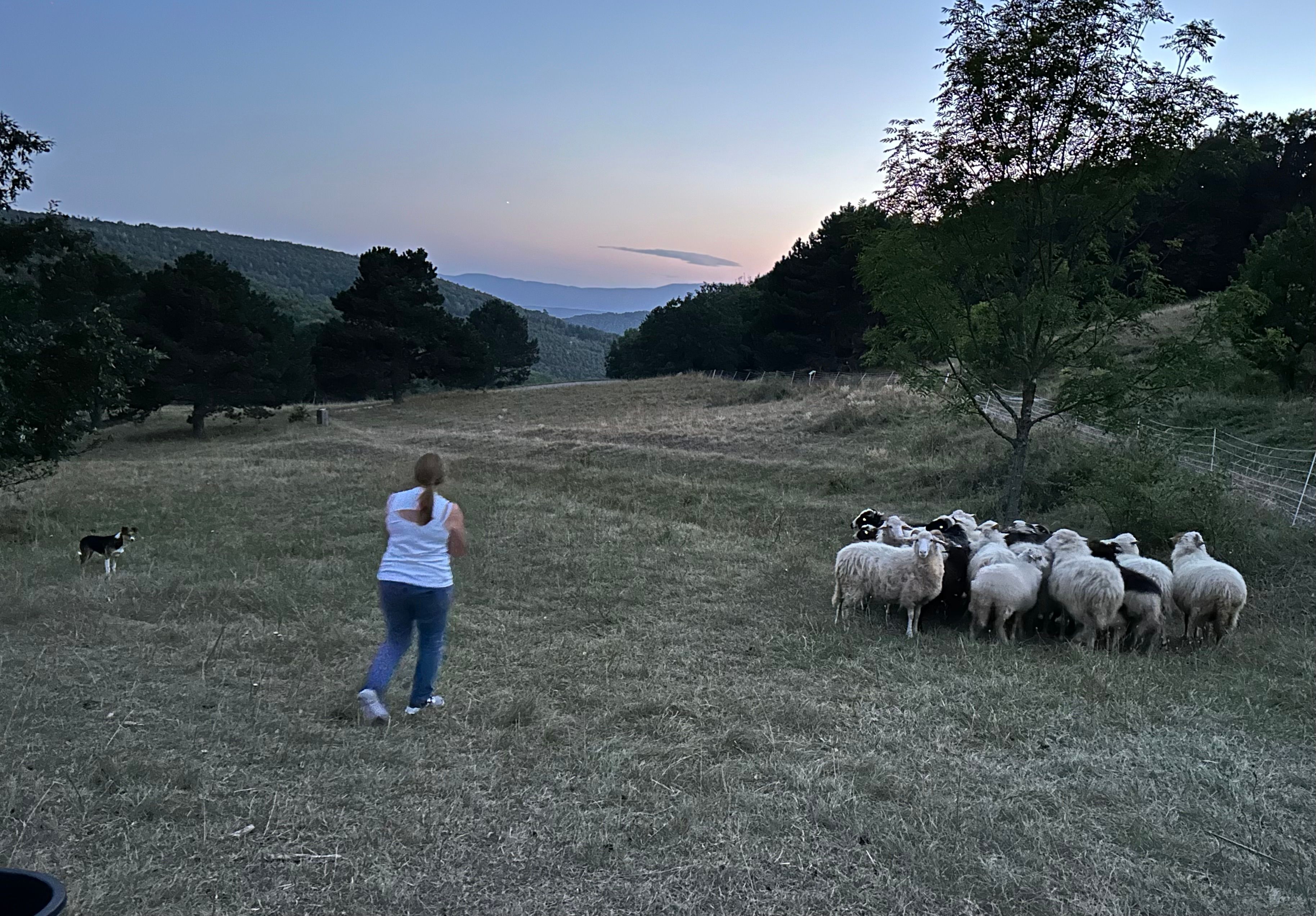 Hütehund Lou bei der Arbeit mit Schäferin Christa Veits.