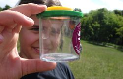 Kind betrachtet Schmetterling in der Becherlupe
