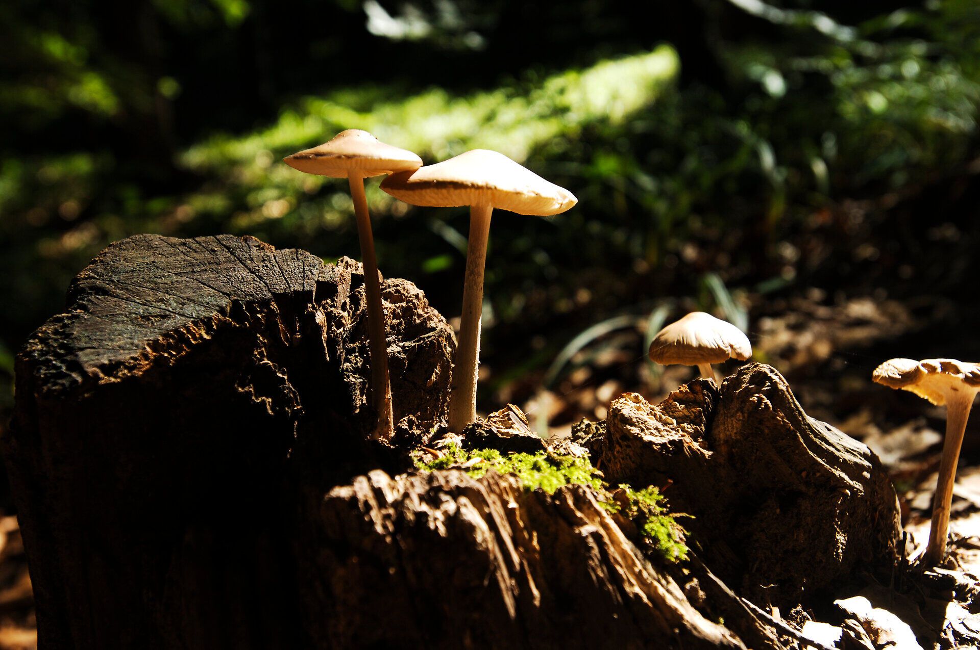 Inmitten des dichten Waldes sprießen zarte Pilze aus dem verwitterten Holzstamm, während sanfte Sonnenstrahlen durch das Blätterdach fallen. Diese friedliche Szenerie lädt dazu ein, die Ruhe der Natur zu genießen und die kleinen Wunder des Lebens zu entdecken.