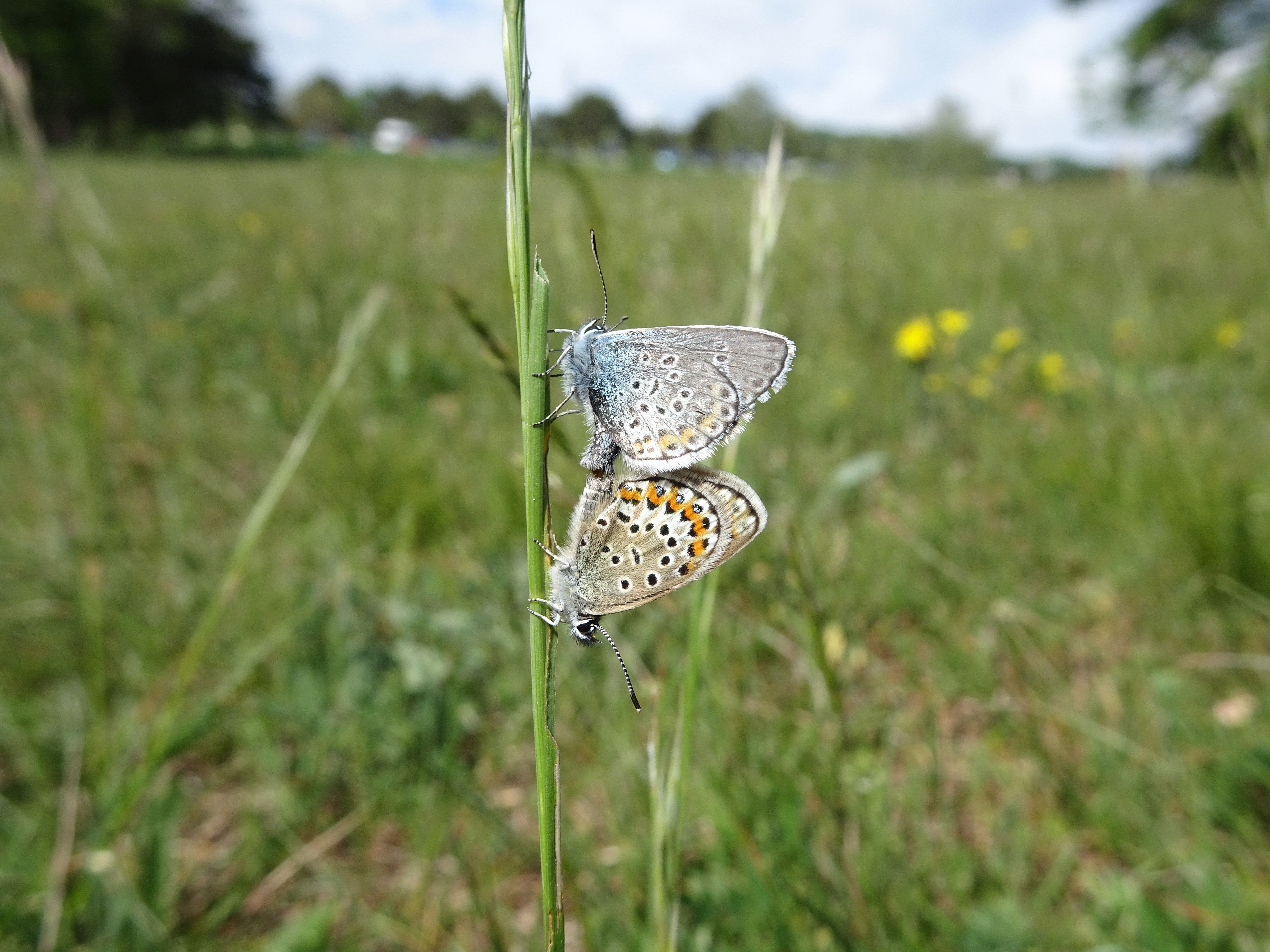 Paarung von zwei Bläulingen (Lycaenidae)