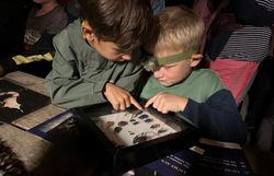 Kinder betrachten Präparate von Käfern.