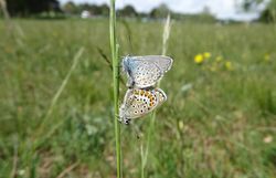 Paarung von zwei Bläulingen (Lycaenidae)