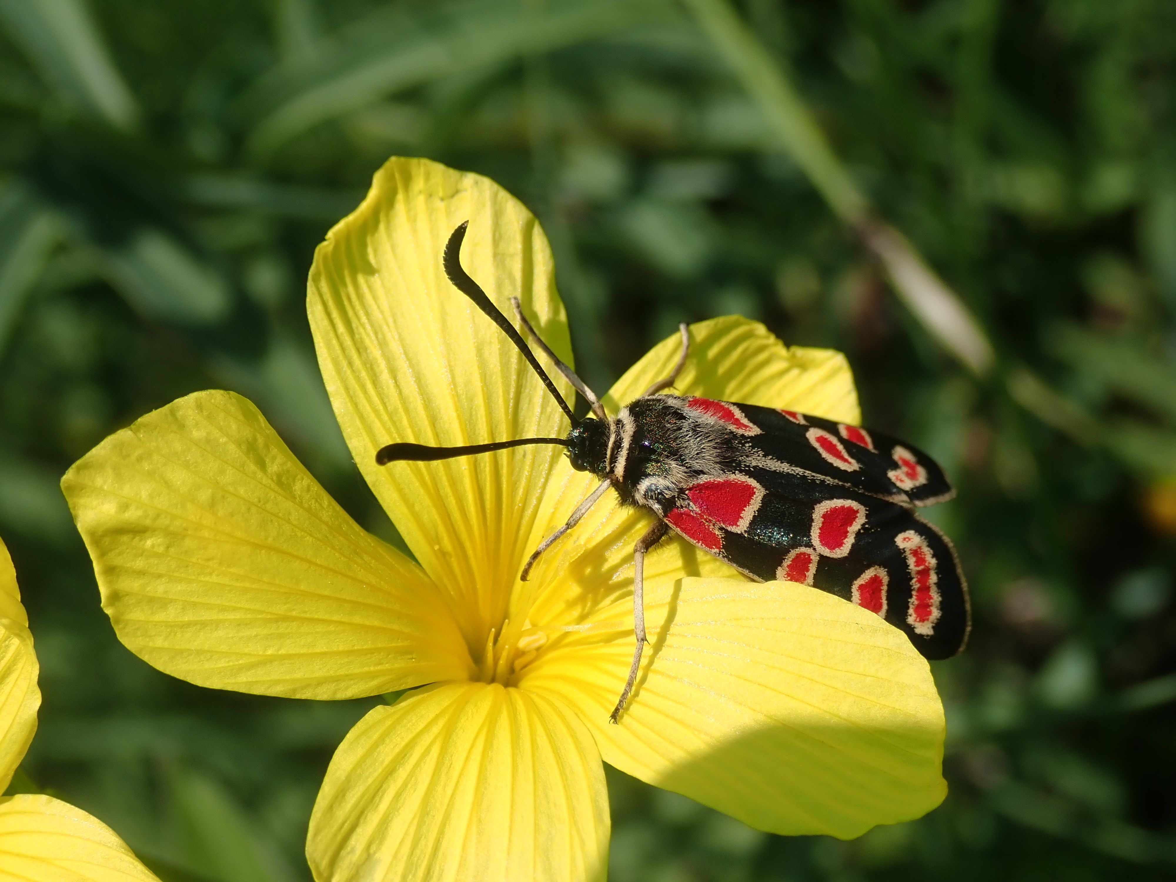Gelber Lein (Linum flavum), Krainer Widderchen (Zygaena carniolica)