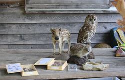 Tierpräperate