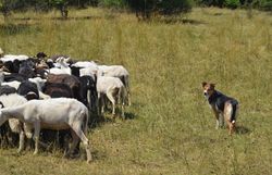 Hirtenhund Lu bei der Arbeit