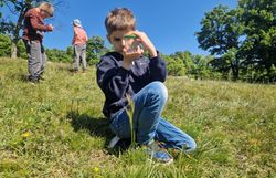 Kind beobachtet Insekt in der Becherlupe