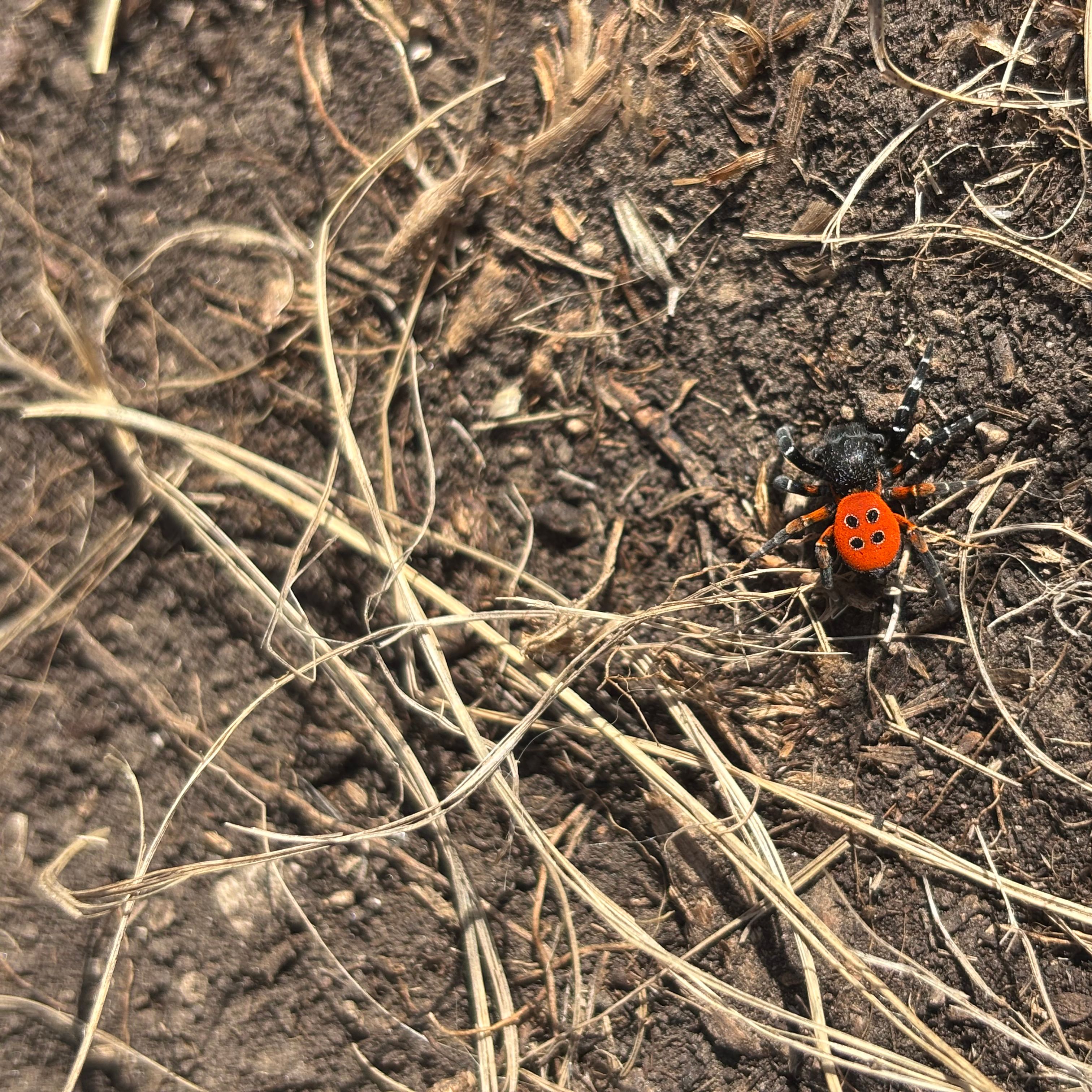 Männchen der Roten Röhrenspinne (Eresus kollari) 