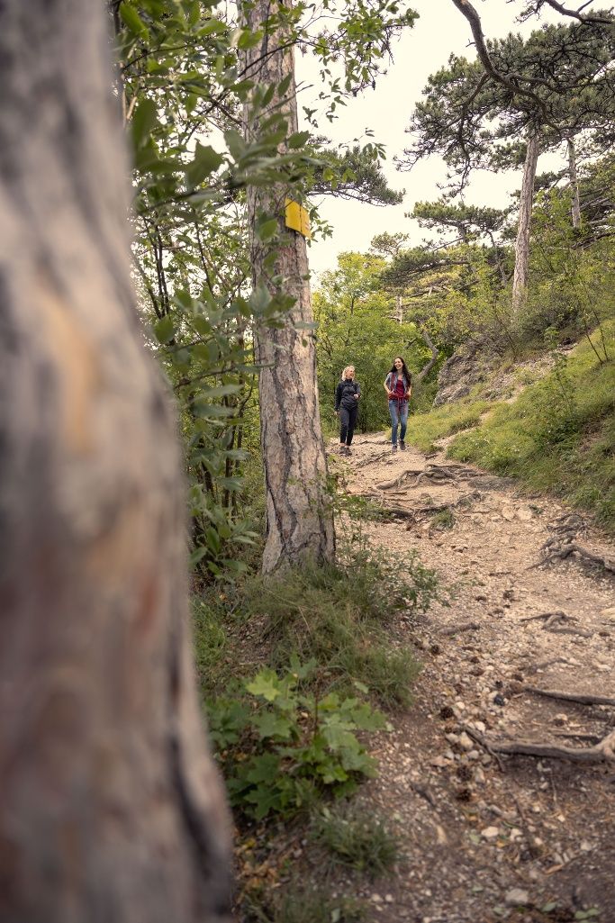 Wandern im Wienerwwald