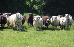 Schafe laufen über die Gießhübler Heide