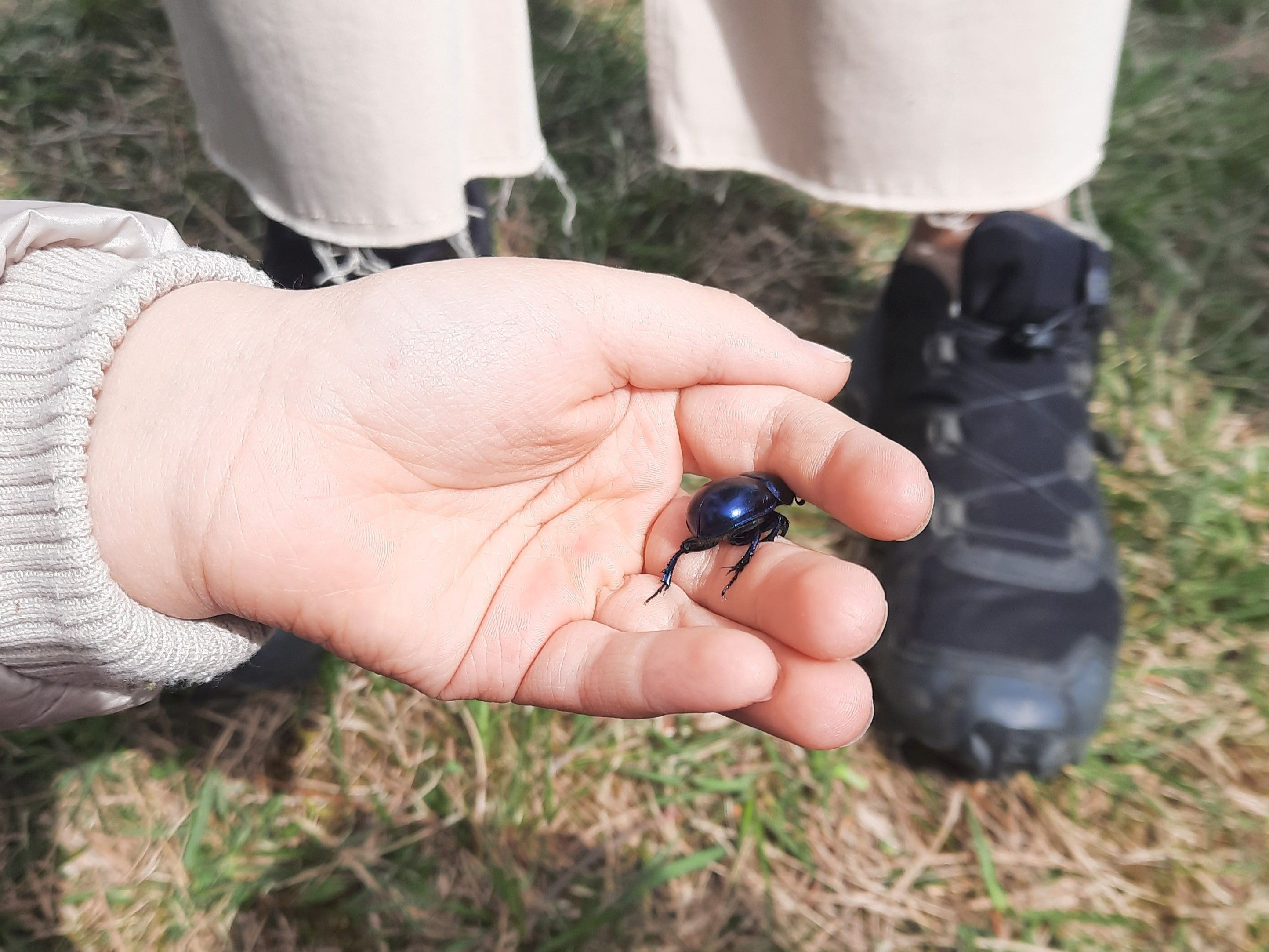 Waldmistkäfer (Anoplotrupes stercorosus)