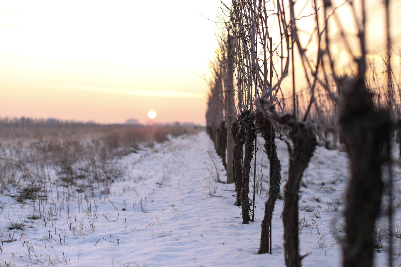 Winterwandern