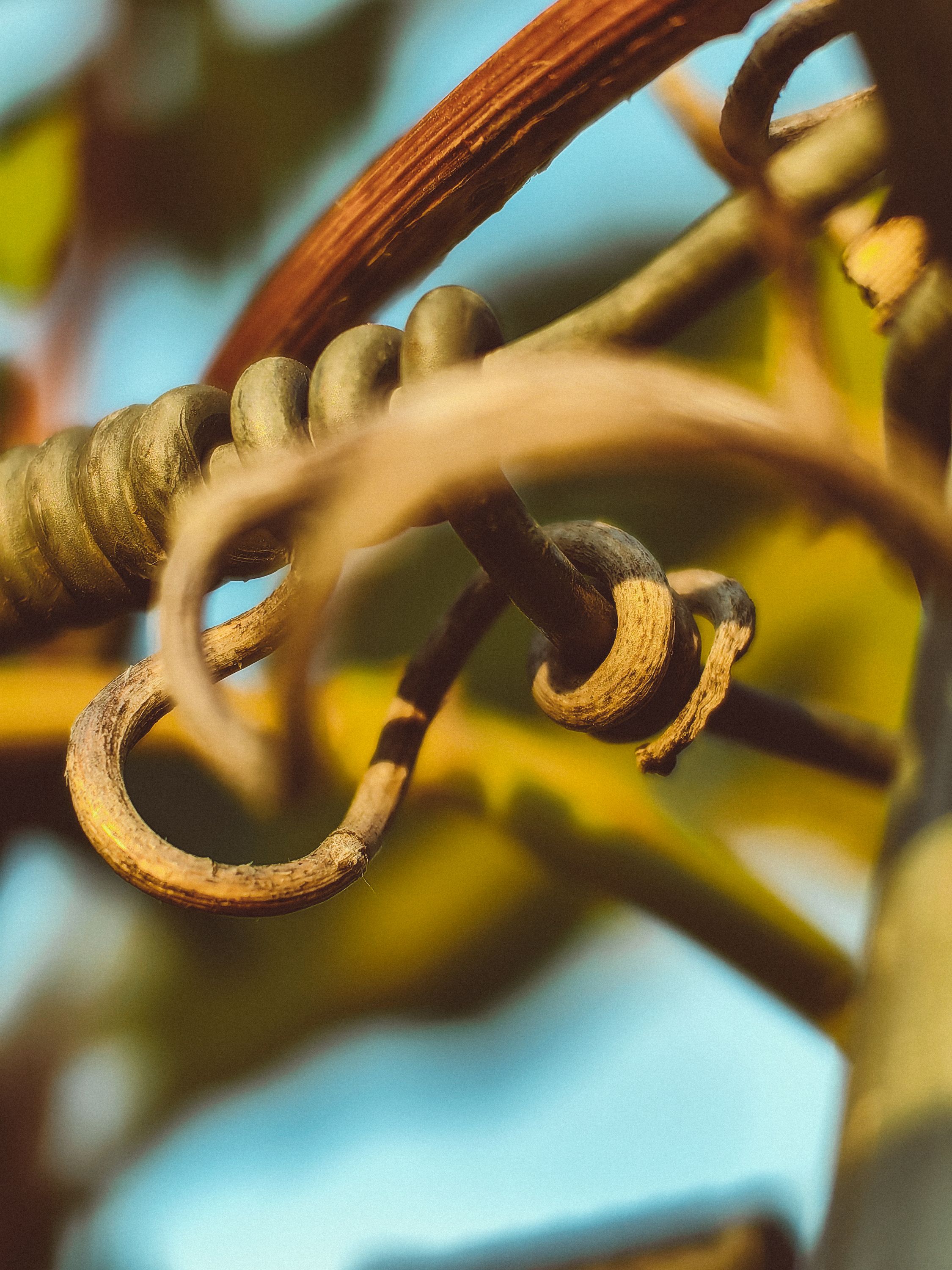 Schäferin mit Schafen und Schulklasse