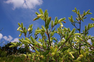 Dalmatinische Lotwurz (Onosma visianii) 