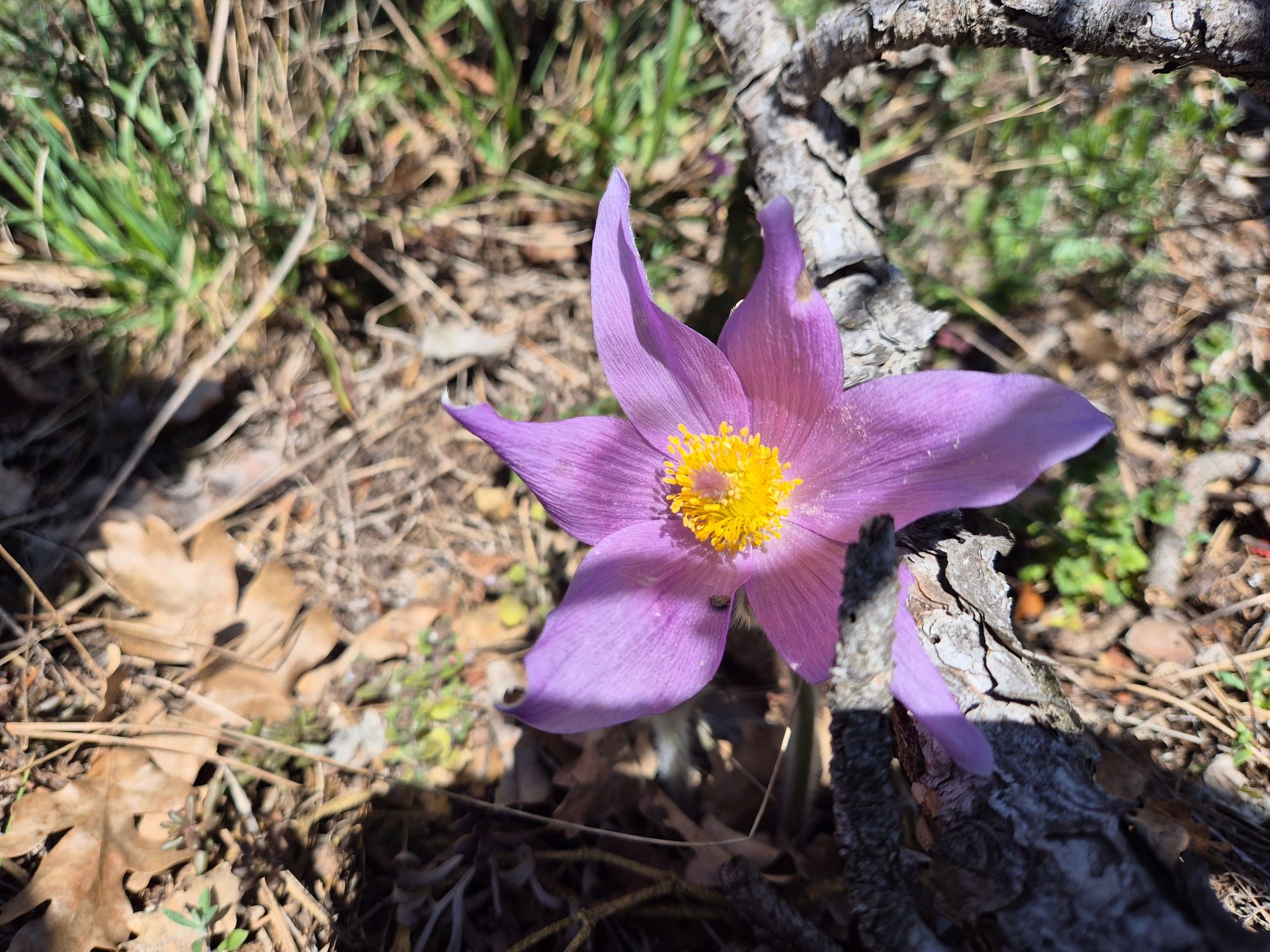 Große Kuhschelle (Pulsatilla grandis)