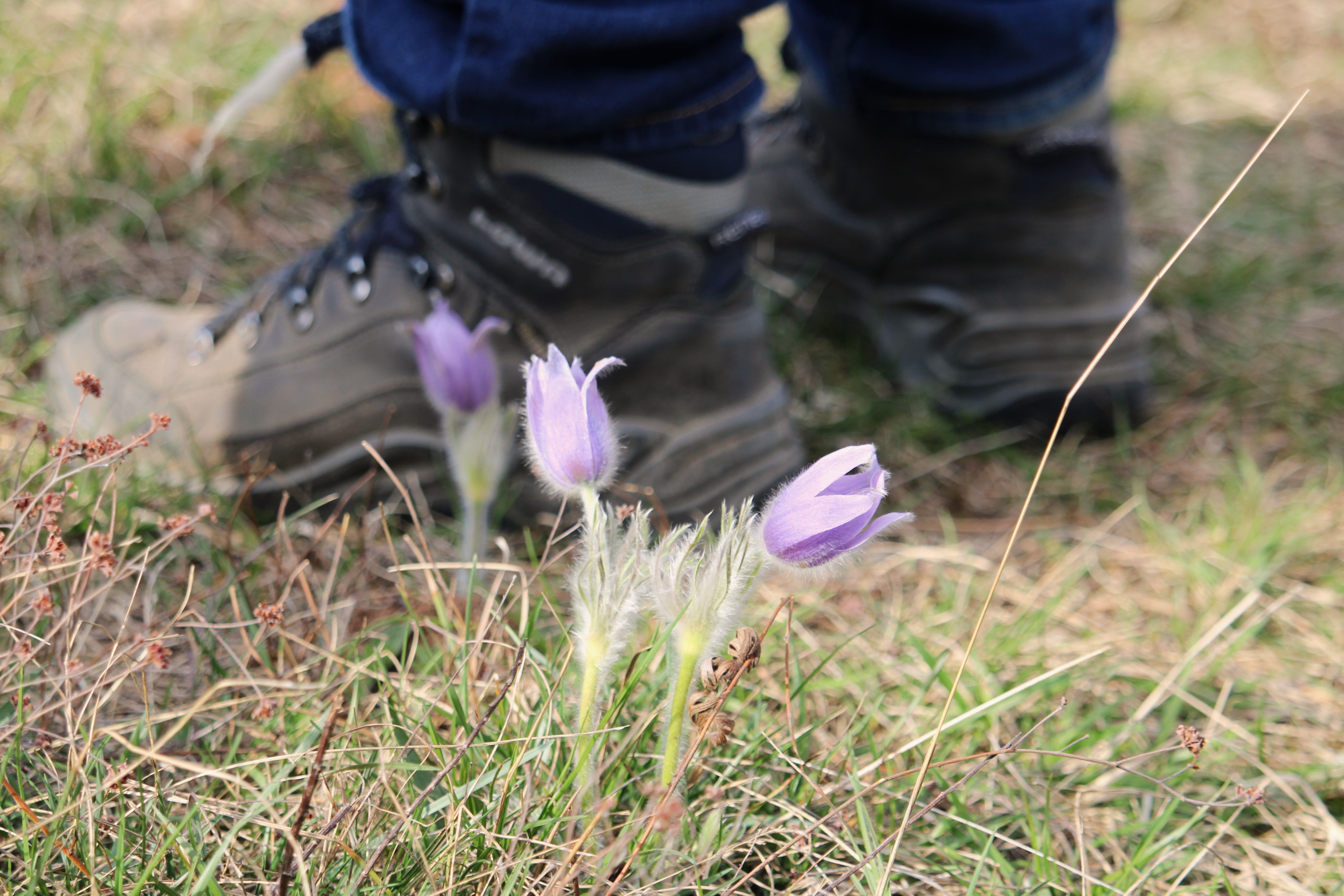 Große Kuhschelle (Pulsatilla grandis)